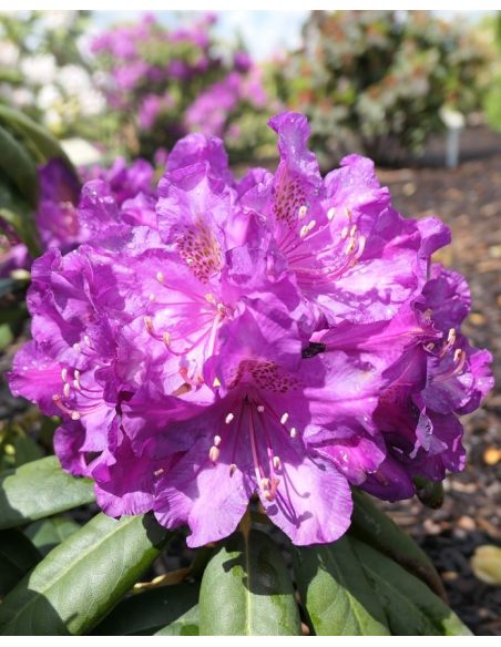 'Bohlken's Lupinenberg Laguna' - różanecznik jakuszimański 
Rhododendron yakushimanum 'Bohlken's Lupinenberg Laguna'