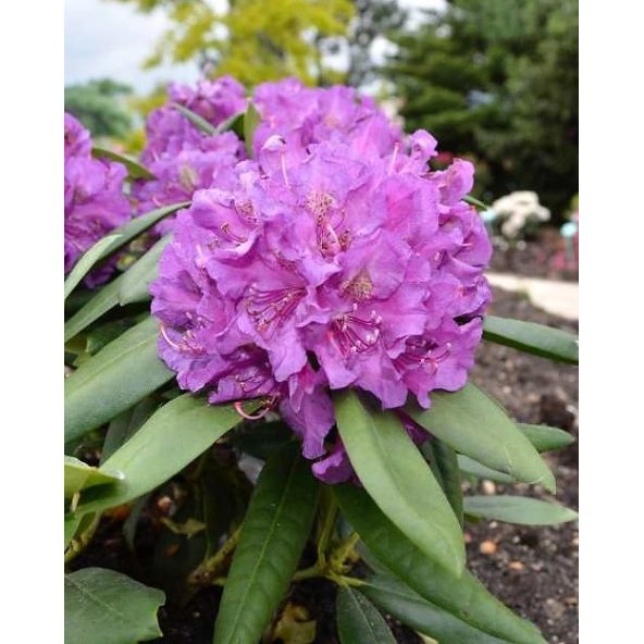 'Bohlken's Lupinenberg Laguna' - różanecznik jakuszimański 
Rhododendron yakushimanum 'Bohlken's Lupinenberg Laguna'