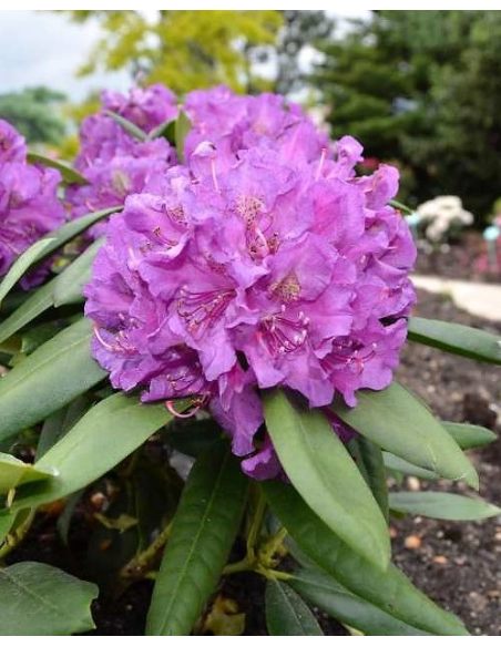 'Bohlken's Lupinenberg Laguna' - różanecznik jakuszimański 
Rhododendron yakushimanum 'Bohlken's Lupinenberg Laguna'