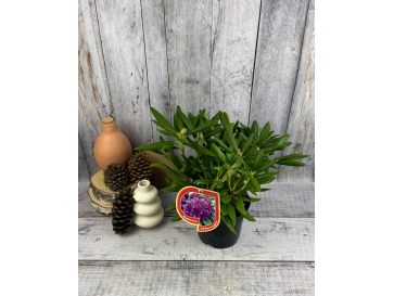 'Bohlken's Lupinenberg Laguna' - różanecznik jakuszimański 
Rhododendron yakushimanum 'Bohlken's Lupinenberg Laguna' 2