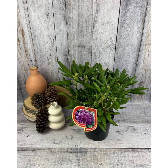 'Bohlken's Lupinenberg Laguna' - różanecznik jakuszimański 
Rhododendron yakushimanum 'Bohlken's Lupinenberg Laguna'