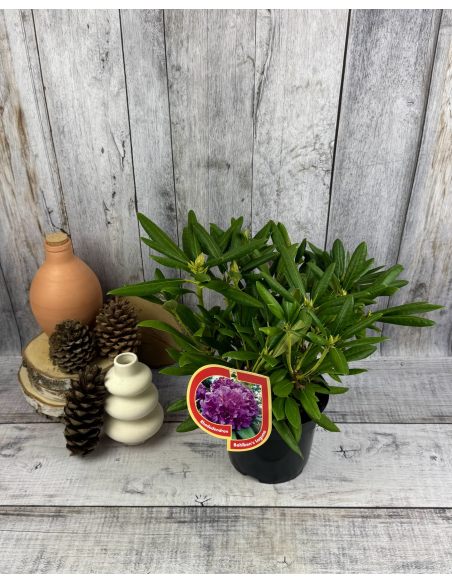 'Bohlken's Lupinenberg Laguna' - różanecznik jakuszimański 
Rhododendron yakushimanum 'Bohlken's Lupinenberg Laguna'