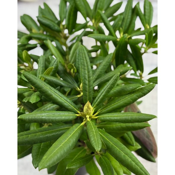 'Bohlken's Lupinenberg Laguna' - różanecznik jakuszimański 
Rhododendron yakushimanum 'Bohlken's Lupinenberg Laguna'