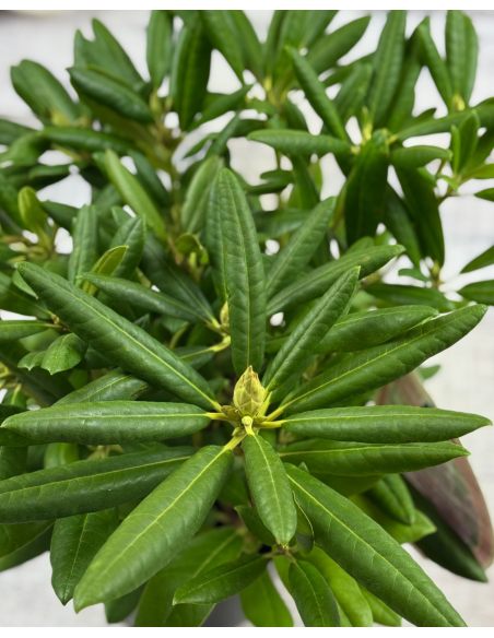 'Bohlken's Lupinenberg Laguna' - różanecznik jakuszimański 
Rhododendron yakushimanum 'Bohlken's Lupinenberg Laguna'