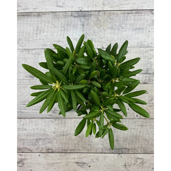 'Bohlken's Lupinenberg Laguna' - różanecznik jakuszimański 
Rhododendron yakushimanum 'Bohlken's Lupinenberg Laguna'