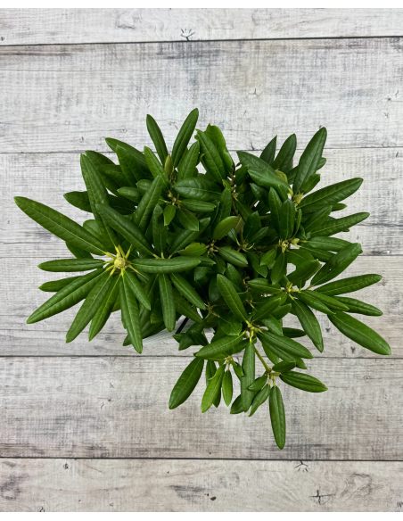 'Bohlken's Lupinenberg Laguna' - różanecznik jakuszimański 
Rhododendron yakushimanum 'Bohlken's Lupinenberg Laguna'