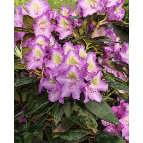 'Bohlkens Lupinenberg' - różanecznik jakuszimański 
Rhododendron yakushimanum 'Bohlkens Lupinenberg'