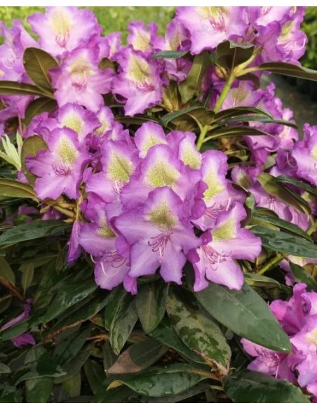 'Bohlkens Lupinenberg' - różanecznik jakuszimański 
Rhododendron yakushimanum 'Bohlkens Lupinenberg'