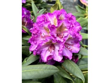 'Bohlkens Lupinenberg' - różanecznik jakuszimański 
Rhododendron yakushimanum 'Bohlkens Lupinenberg'