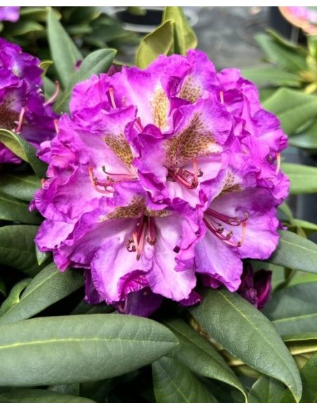 'Bohlkens Lupinenberg' - różanecznik jakuszimański 
Rhododendron yakushimanum 'Bohlkens Lupinenberg'
