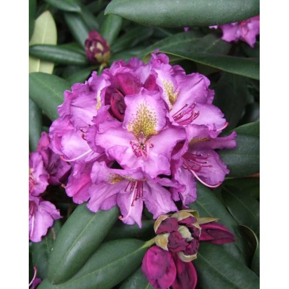'Bohlkens Lupinenberg' - różanecznik jakuszimański 
Rhododendron yakushimanum 'Bohlkens Lupinenberg'