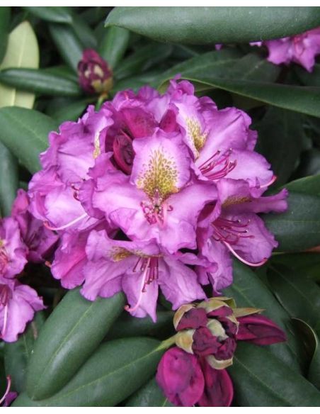 'Bohlkens Lupinenberg' - różanecznik jakuszimański 
Rhododendron yakushimanum 'Bohlkens Lupinenberg'