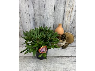 'Bohlkens Lupinenberg' - różanecznik jakuszimański 
Rhododendron yakushimanum 'Bohlkens Lupinenberg' 2