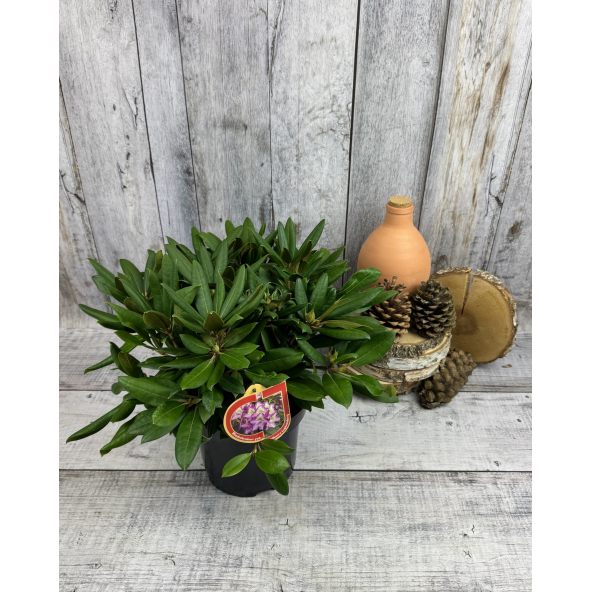 'Bohlkens Lupinenberg' - różanecznik jakuszimański 
Rhododendron yakushimanum 'Bohlkens Lupinenberg'