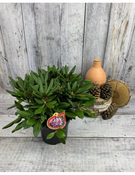 'Bohlkens Lupinenberg' - różanecznik jakuszimański 
Rhododendron yakushimanum 'Bohlkens Lupinenberg'