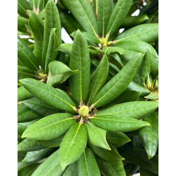 'Bohlkens Lupinenberg' - różanecznik jakuszimański 
Rhododendron yakushimanum 'Bohlkens Lupinenberg'