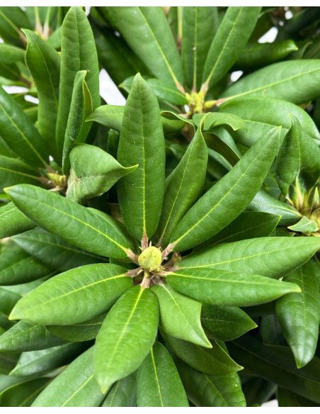'Bohlkens Lupinenberg' - różanecznik jakuszimański 
Rhododendron yakushimanum 'Bohlkens Lupinenberg'