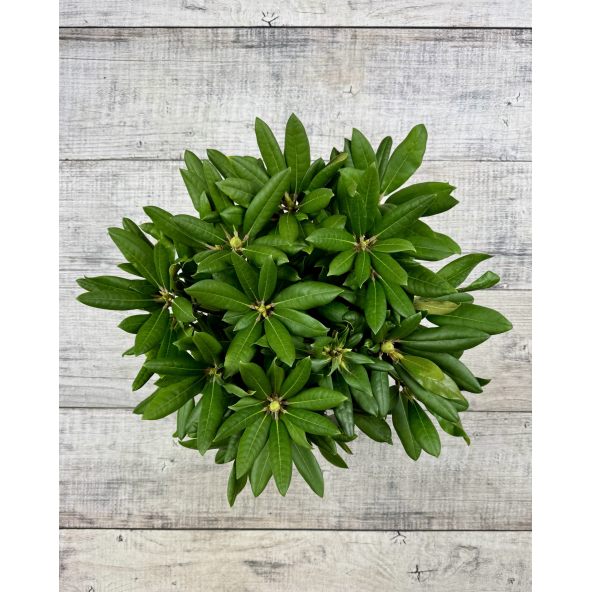 'Bohlkens Lupinenberg' - różanecznik jakuszimański 
Rhododendron yakushimanum 'Bohlkens Lupinenberg'