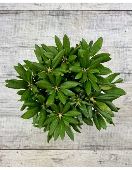 'Bohlkens Lupinenberg' - różanecznik jakuszimański 
Rhododendron yakushimanum 'Bohlkens Lupinenberg'