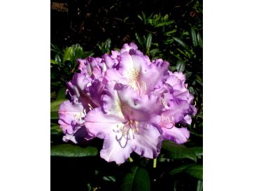 'Caroline Allbrook' - różanecznik jakuszimański 
Rhododendron yakushimanum 'Caroline Allbrook'