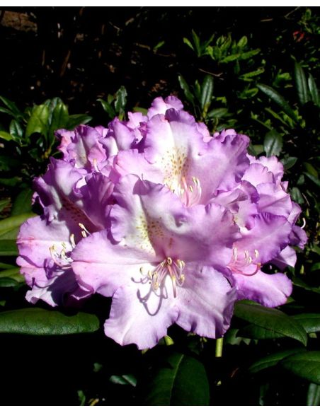'Caroline Allbrook' - różanecznik jakuszimański 
Rhododendron yakushimanum 'Caroline Allbrook'
