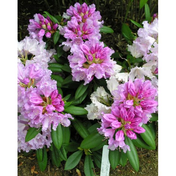 'Caroline Allbrook' - różanecznik jakuszimański 
Rhododendron yakushimanum 'Caroline Allbrook'