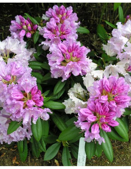 'Caroline Allbrook' - różanecznik jakuszimański 
Rhododendron yakushimanum 'Caroline Allbrook'