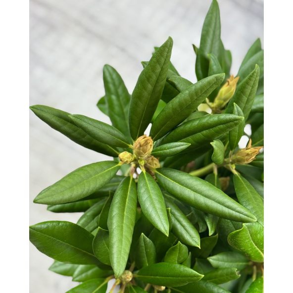 'Caroline Allbrook' - różanecznik jakuszimański 
Rhododendron yakushimanum 'Caroline Allbrook'