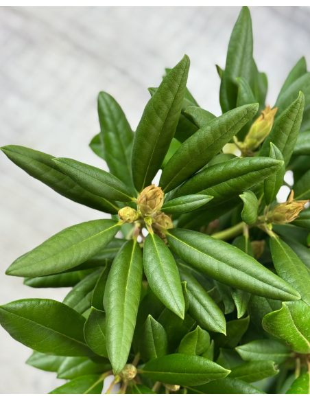 'Caroline Allbrook' - różanecznik jakuszimański 
Rhododendron yakushimanum 'Caroline Allbrook'