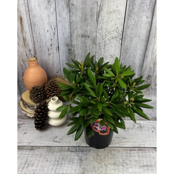 'Caroline Allbrook' - różanecznik jakuszimański 
Rhododendron yakushimanum 'Caroline Allbrook'