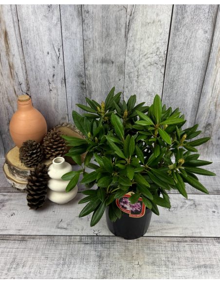 'Caroline Allbrook' - różanecznik jakuszimański 
Rhododendron yakushimanum 'Caroline Allbrook'