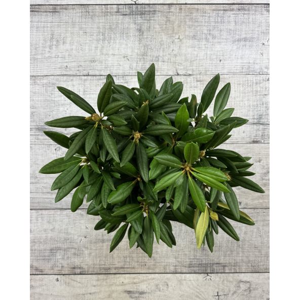 'Caroline Allbrook' - różanecznik jakuszimański 
Rhododendron yakushimanum 'Caroline Allbrook'