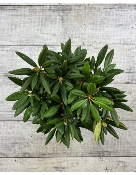 'Caroline Allbrook' - różanecznik jakuszimański 
Rhododendron yakushimanum 'Caroline Allbrook'