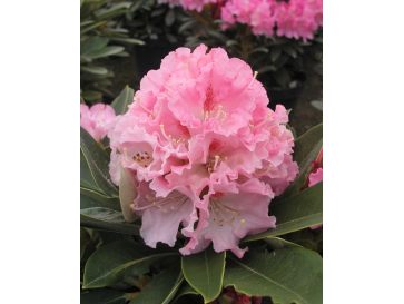 'Excelsior' - różanecznik jakuszimański
Rhododendron yakushimanum 'Excelsior'