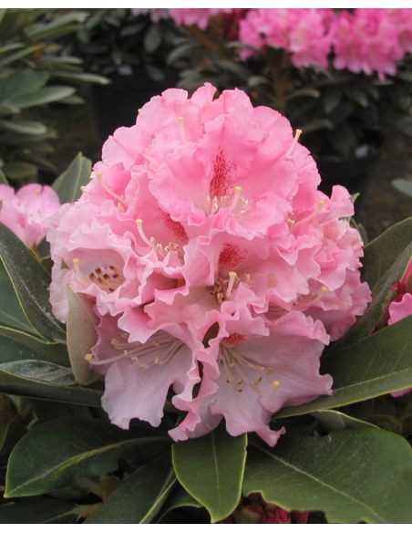 'Excelsior' - różanecznik jakuszimański
Rhododendron yakushimanum 'Excelsior'