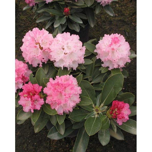 'Excelsior' - różanecznik jakuszimański
Rhododendron yakushimanum 'Excelsior'