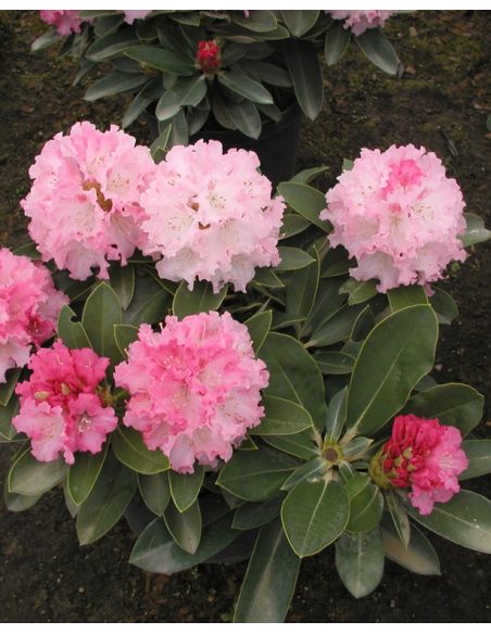 'Excelsior' - różanecznik jakuszimański
Rhododendron yakushimanum 'Excelsior'