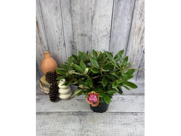 'Excelsior' - różanecznik jakuszimański
Rhododendron yakushimanum 'Excelsior' 2