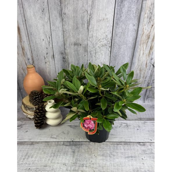 'Excelsior' - różanecznik jakuszimański
Rhododendron yakushimanum 'Excelsior'