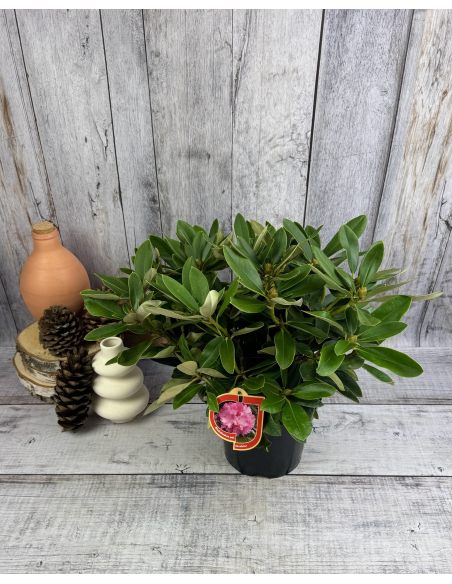 'Excelsior' - różanecznik jakuszimański
Rhododendron yakushimanum 'Excelsior'