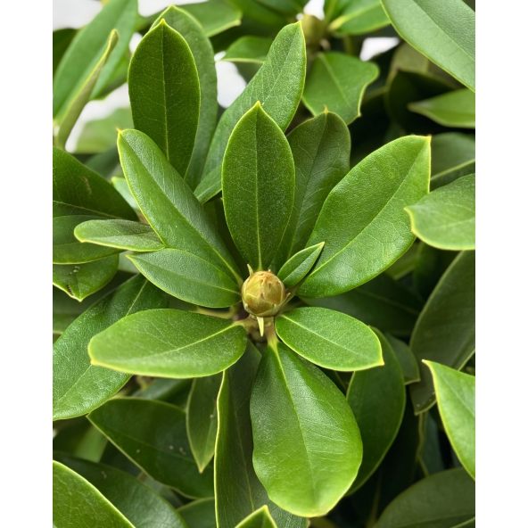 'Excelsior' - różanecznik jakuszimański
Rhododendron yakushimanum 'Excelsior'