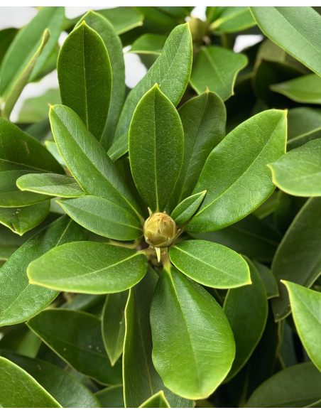 'Excelsior' - różanecznik jakuszimański
Rhododendron yakushimanum 'Excelsior'