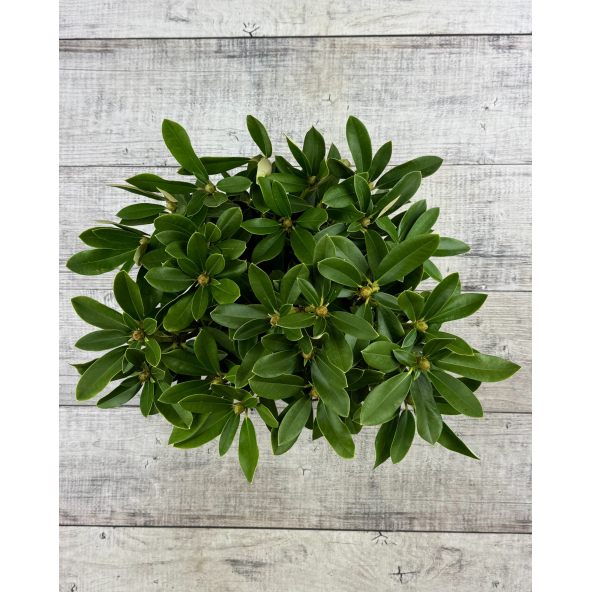 'Excelsior' - różanecznik jakuszimański
Rhododendron yakushimanum 'Excelsior'