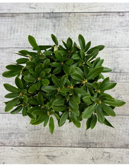 'Excelsior' - różanecznik jakuszimański
Rhododendron yakushimanum 'Excelsior'