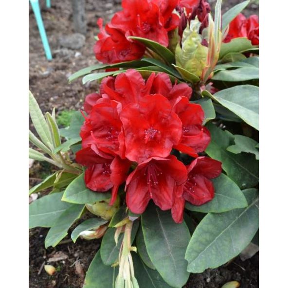 'Dotella' - różanecznik jakuszimański
Rhododendron yakushimanum 'Dotella'