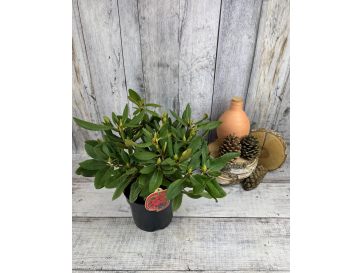 'Dotella' - różanecznik jakuszimański
Rhododendron yakushimanum 'Dotella' 2