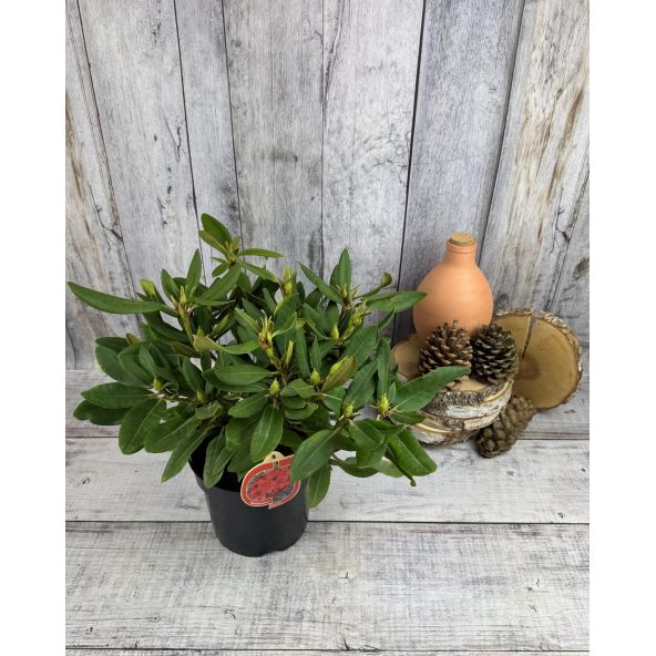 'Dotella' - różanecznik jakuszimański
Rhododendron yakushimanum 'Dotella'