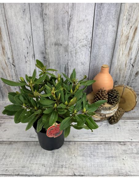 'Dotella' - różanecznik jakuszimański
Rhododendron yakushimanum 'Dotella'