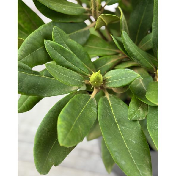 'Dotella' - różanecznik jakuszimański
Rhododendron yakushimanum 'Dotella'