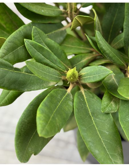 'Dotella' - różanecznik jakuszimański
Rhododendron yakushimanum 'Dotella'